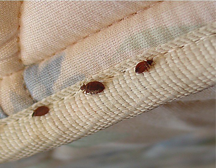 Bed Bug Furniture Couch Sofa Bugs, How To Get Rid Of Bed Bugs Sofa